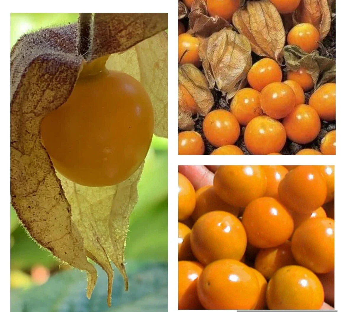 Hawaiian Giant Poha Berry Seeds - Physalis Peruviana, 100+ Non-GMO Seeds for Home Garden, Container, or Raised Bed Cultivation