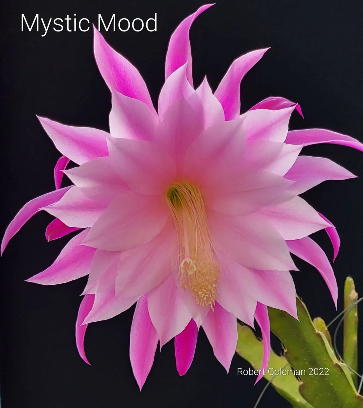 Unrooted Epiphyllum Mystic Mood Orchid Cactus Cutting – Rare Indoor Houseplant for Collectors
