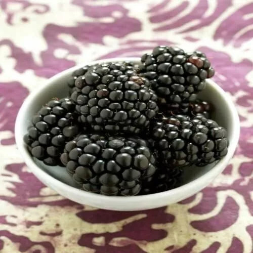 Kiowa Blackberry Plant - 3-Inch Pot, Rubus fruticosus, Fruit-Bearing Live Plant for Garden or Container