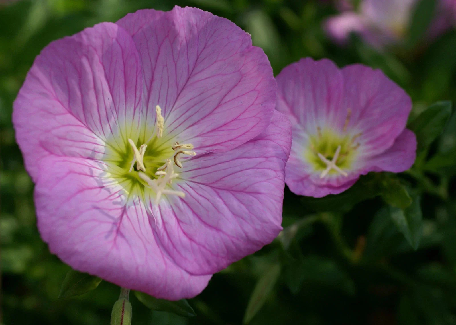 Primrose Seeds 675 Count - Evening Showy Pink Primula obconica for Garden Beds & Containers
