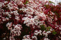 Pink Jasmine Starter Plant - Rooted Jasminum Polyanthum, Fragrant Flowering Vine