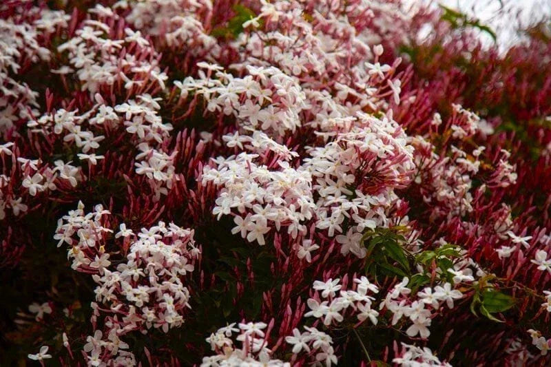 Pink Jasmine Starter Plant - Rooted Jasminum Polyanthum, Fragrant Flowering Vine