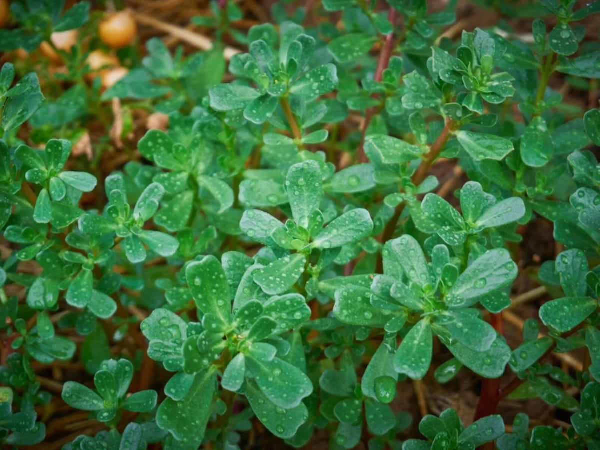 Green Purslane Seeds - Organic NON-GMO Portulaca oleracea for Edible Garden, Omega-3 Rich, Ground Cover, Easy to Grow