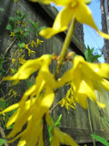 Yellow Bell Forsythia Cuttings – 5 Healthy Propagation Clippings – Forsythia x intermedia – Ornamental Bush for Gardens