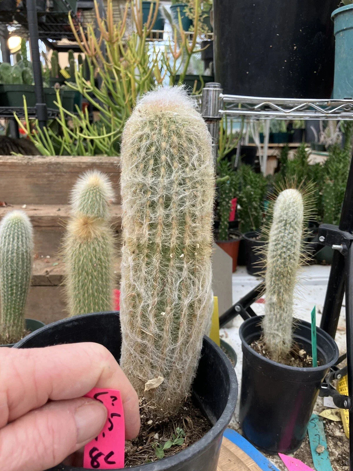 Espostoa lanata Old Man of the Mountain Cactus Potted Plant 9.5" Tall, Woolly Succulent, Drought Tolerant, Indoor & Outdoor