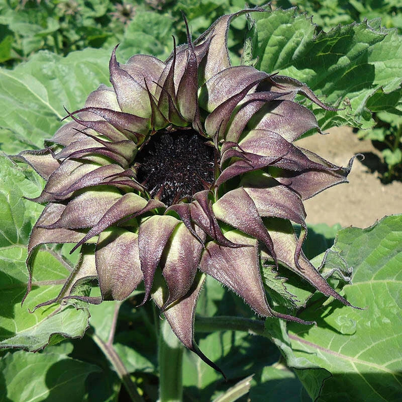 Sunflower Seeds - Sunfill Purple Variety - Helianthus annuus - Vibrant Purple Blooms, Full Sun, Bountiful Harvest