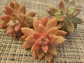 Graptosedum California Sunset Succulent Cuttings - 3" Unrooted Plant Propagation Material