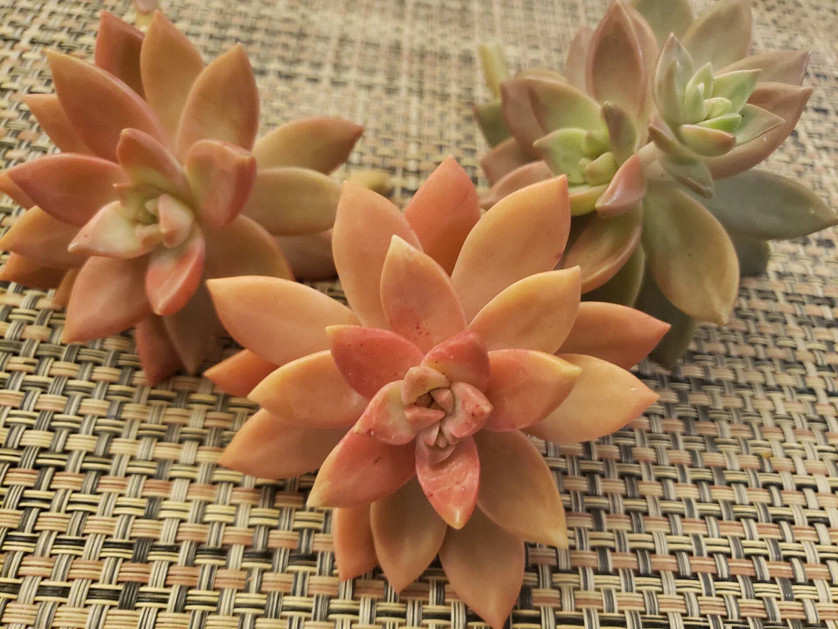 Graptosedum California Sunset Succulent Cuttings - 3" Unrooted Plant Propagation Material