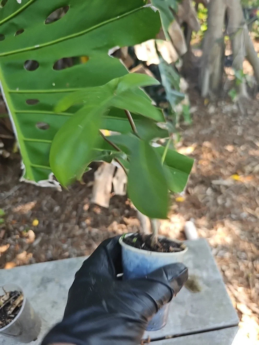 Philodendron Florida Red Stem 2.5" Pot Indoor Plant, Tropical Philodendron 'Florida' with Red Stems