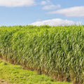 Switchgrass Seeds - 1001+ Count Native Ornamental Prairie Grass Panicum virgatum for Landscaping & Restoration
