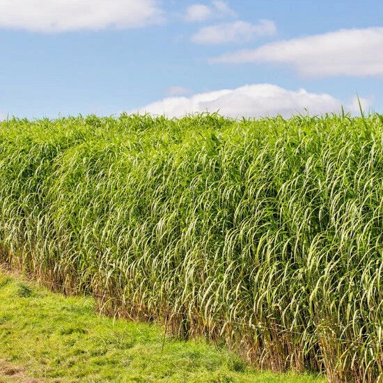 Switchgrass Seeds - 1001+ Count Native Ornamental Prairie Grass Panicum virgatum for Landscaping & Restoration