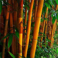 Orange Bamboo Seeds - Clumping Bambusa vulgaris var. vittata for Privacy Screen & Garden, 50 Seeds, Exotic, Fast-Growing