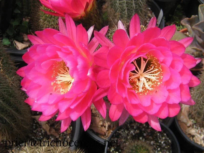 Trichocereus Grandiflorus Cactus 4.5" Pot with Pink Flowers, Succulent Plant for Home Decor, Drought-Tolerant, Easy Care