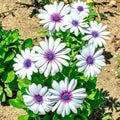 Cape Daisy Flower Seeds - 101 Pack, Drought Tolerant African Wildflower, Osteospermum ecklonis, Multicolored Blooms, Annual Seeds