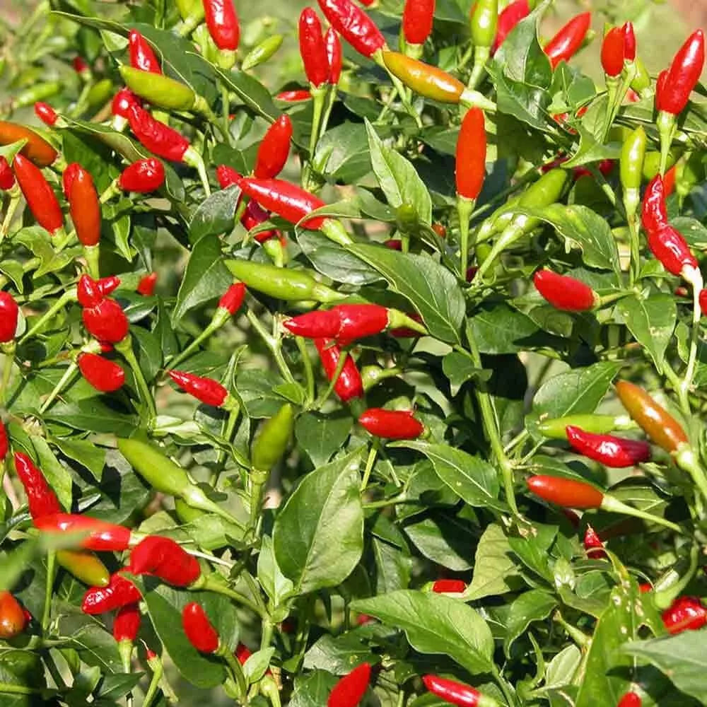 Tabasco Pepper Seeds - Heirloom Capsicum frutescens for Hot Sauce & Culinary Use - Pack of 20 Seeds
