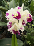 Cattleya Orchid Plant 3 Stems in 3-Inch Pot with Surprise Flower Colors Indoor Flowering Orchid