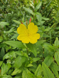 Evening Primrose Plant - Perennial Yellow Bloom - Oenothera biennis - Zones 3-10