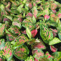 Diamond Red Chinese Evergreen Plant - 2.5" Pot Aglaonema Low Light Indoor Houseplant