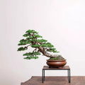 Hinoki Cypress Bonsai Tree Seeds - 20 Count, Evergreen, Chamaecyparis obtusa, Compact, Well-Drained Soil, Full Sun to Partial Shade