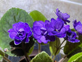 African Violet Leaves - 2 Count Buckeye Exotic Dancer Saintpaulia ionantha for Propagation and Indoor Gardening