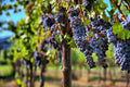 Grape Vine Seeds Pack of 30 | Vitis vinifera Fruit & Wine Grape Seeds for Planting | Home Garden, Climbing Vine