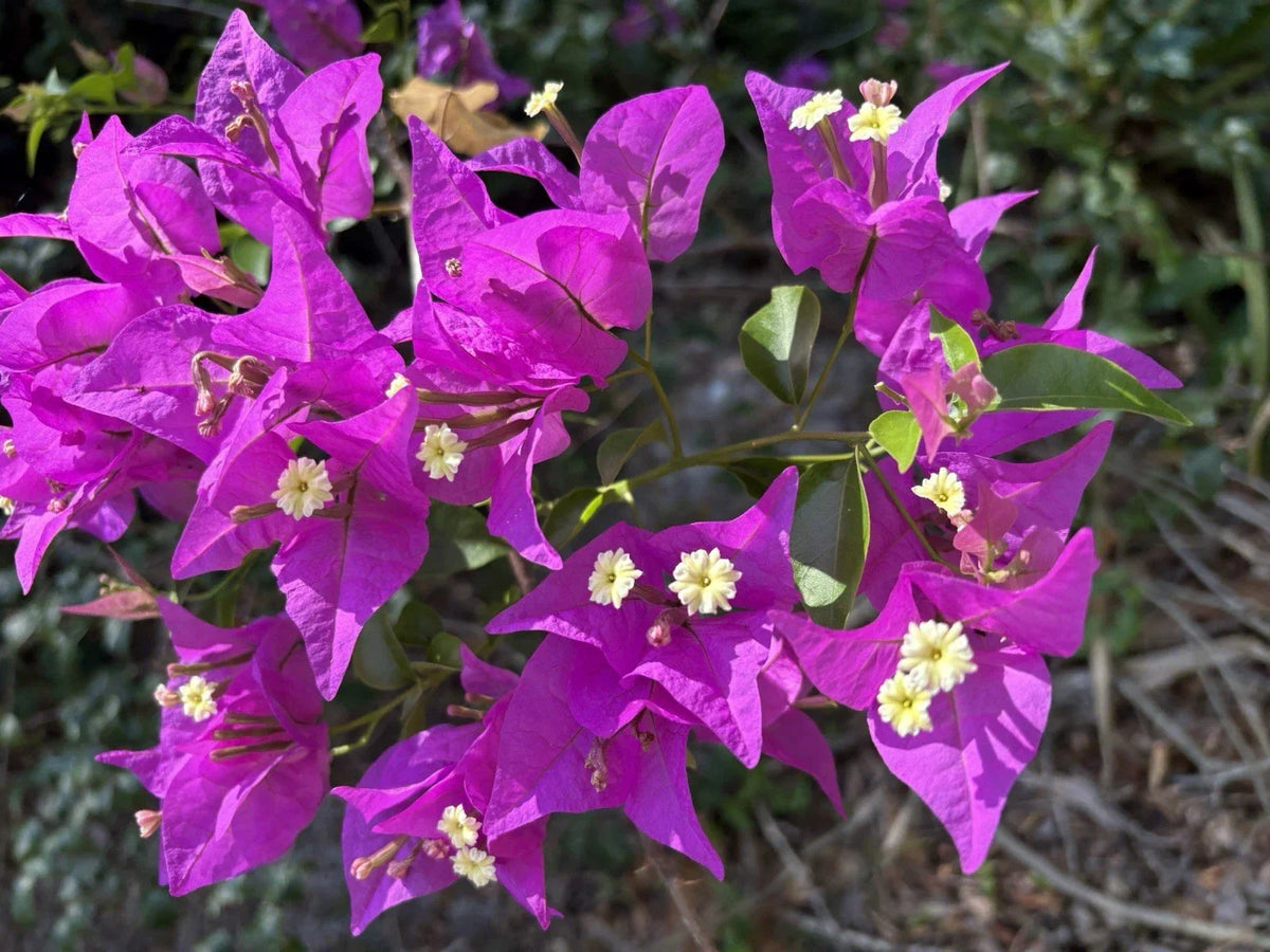 Bougainvillea Cuttings 6-Pack Purple Lavender Blooms Climbing Bougainvillea spectabilis Plant