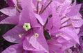 Bougainvillea Starter Plant - Bare Root Silhouette Variety Climbing Vine with Vibrant Magenta and Pink Blooms, Bougainvillea spectabilis