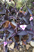 Wandering Jew Cuttings - Lot of 10 Purple Heart Tradescantia pallida Organic Healthy Plant Propagation