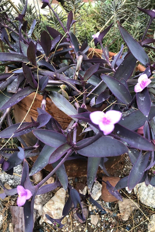 Wandering Jew Cuttings - Lot of 10 Purple Heart Tradescantia pallida Organic Healthy Plant Propagation