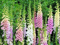 Foxglove Mix Seeds - Wildflower Shade Garden, Container, Cut Flowers Digitalis purpurea, Pollinator Attracting Seeds