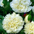 Cream Peony Poppy Seeds 105 Non-GMO Flower Seeds for Garden, Papaver paeoniflorum, Easy to Grow Poppies for Borders & Cut Flowers