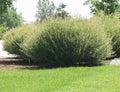 Willow Bush Cuttings for Planting - Low-Growing Privacy Hedge, Salix purpurea, Green Foliage, Hardy Shrub, Fast-Growing