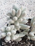 Senecio Haworthii Cutting - 4" Unrooted Succulent Variety - Whitest of All Succulents - Drought Tolerant Indoor Plant