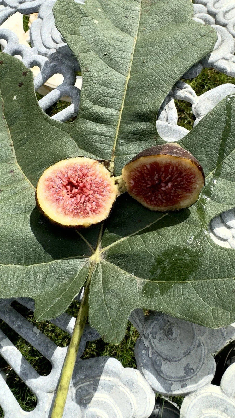 Brown Turkey Fig Cuttings - 8 Pack | Ficus carica Propagation