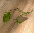 Global Green Pothos Cutting - 2 Leaf, 2 Node, Unrooted Epipremnum aureum Vining Live Plant