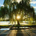 Golden Weeping Willow Tree - Live Plant Ready to Plant - Salix babylonica 'Golden' - Memorial Gift, Garden Focal Point