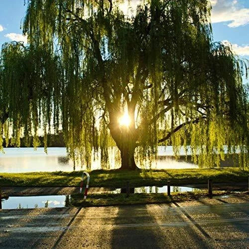 Golden Weeping Willow Tree - Live Plant Ready to Plant - Salix babylonica 'Golden' - Memorial Gift, Garden Focal Point