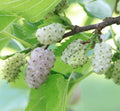 White Mulberry Tree Seeds - 50+ Morus alba Edible Fruit for Gardening, Landscaping, and Orchards