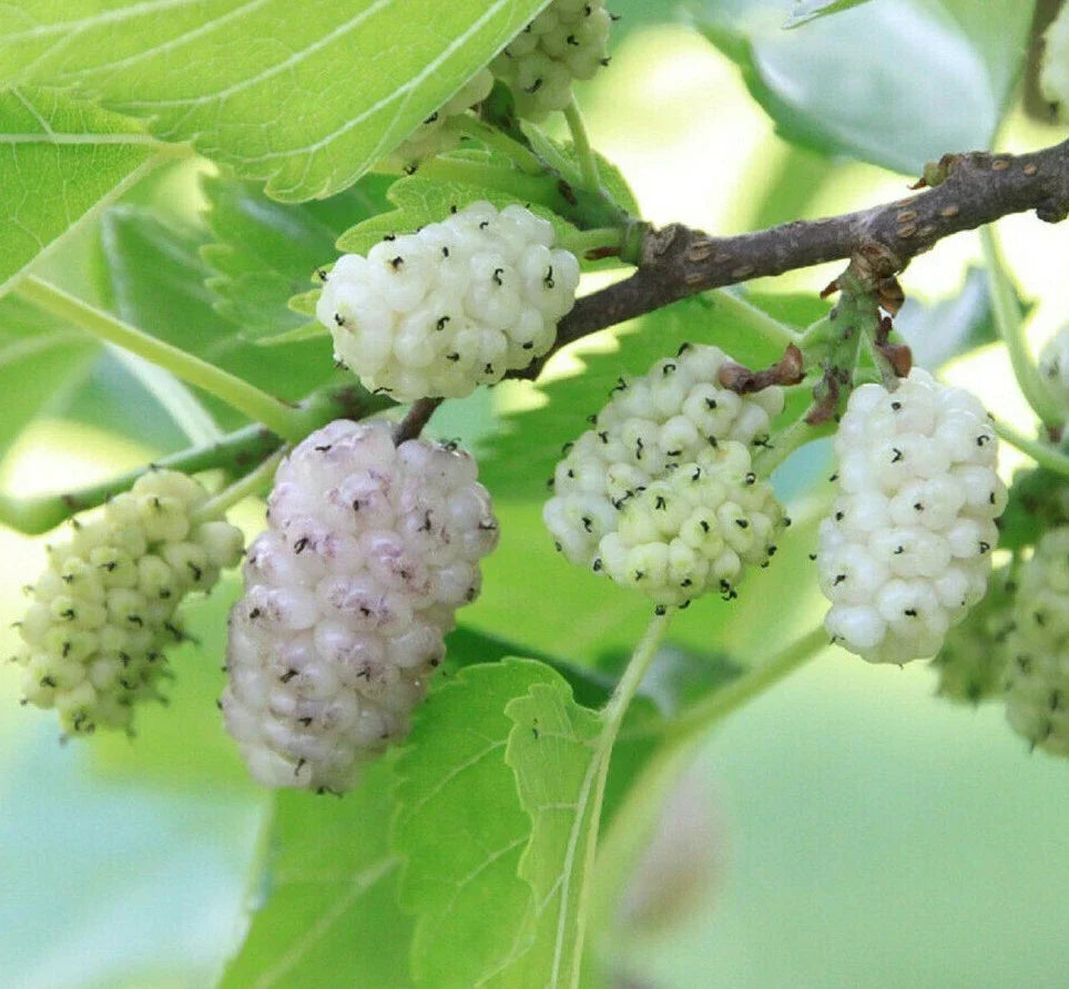 White Mulberry Tree Seeds - 50+ Morus alba Edible Fruit for Gardening, Landscaping, and Orchards