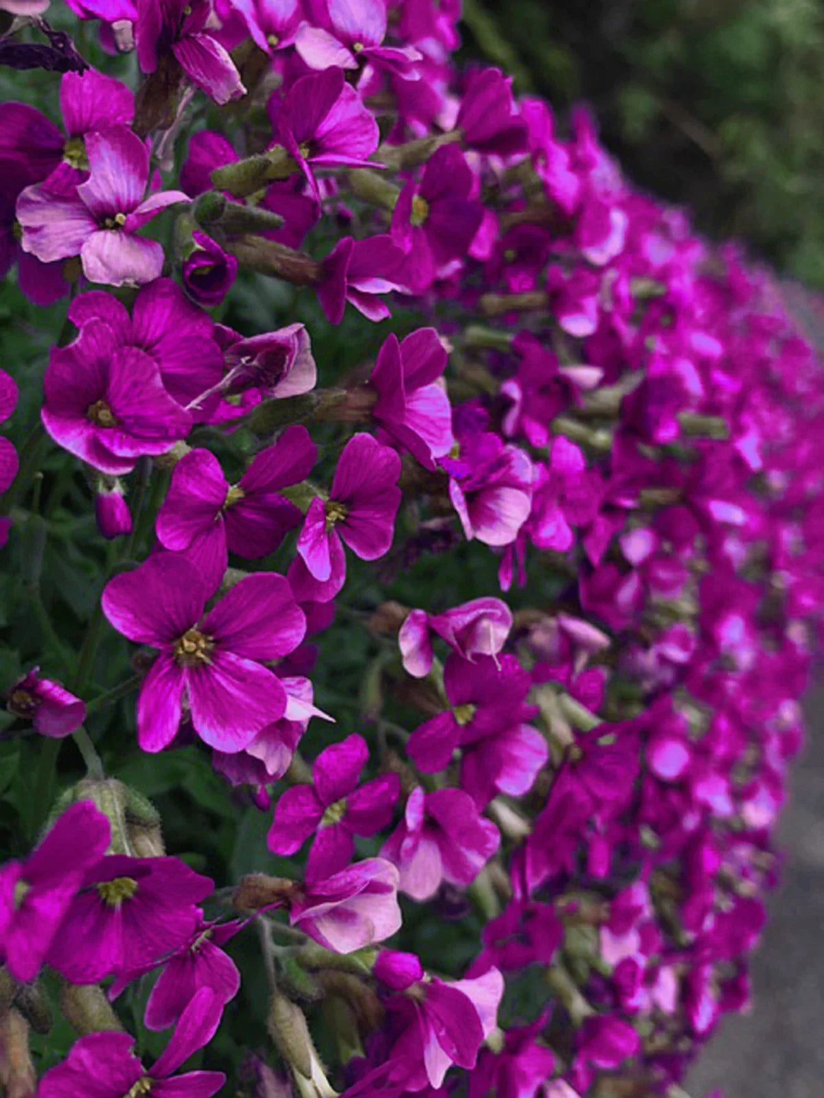 Rock Cress Seeds - 150 Count Aubrieta deltoidea Perennial Ground Cover with Purple Flowers for Rock Gardens and Borders