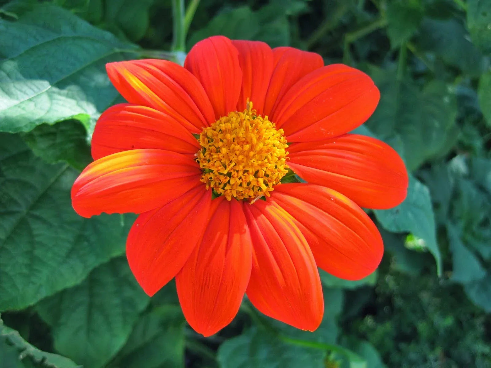 Mexican Sunflower Seeds Pack 50+ Tithonia rotundifolia Annual Bright Orange Flowers Free Shipping