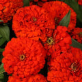 Zinnia Seeds - 100+ Magellan Scarlet Variety for Garden, Annual, Zinnia elegans, Vibrant Red Blooms, Butterfly Attracting