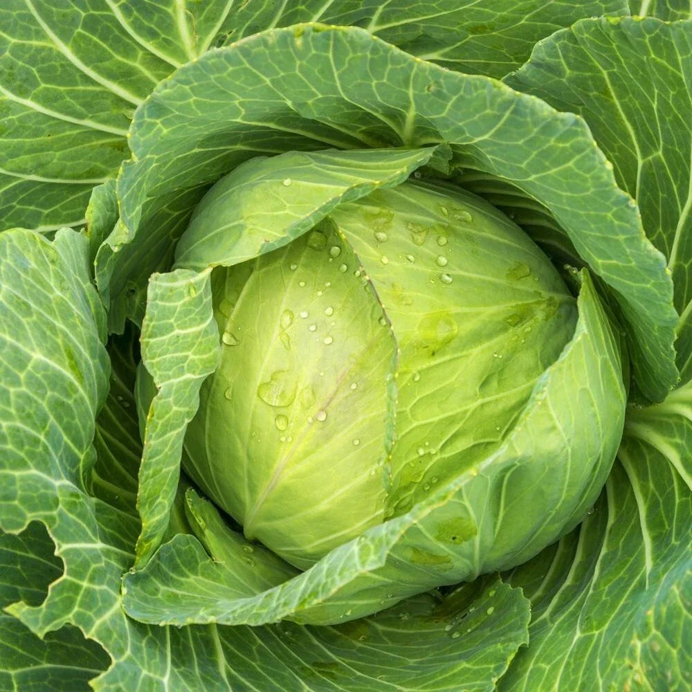 Golden Acre Green Cabbage Seeds - Brassica oleracea var. capitata, Heirloom, 800+ Seeds for Home Gardening