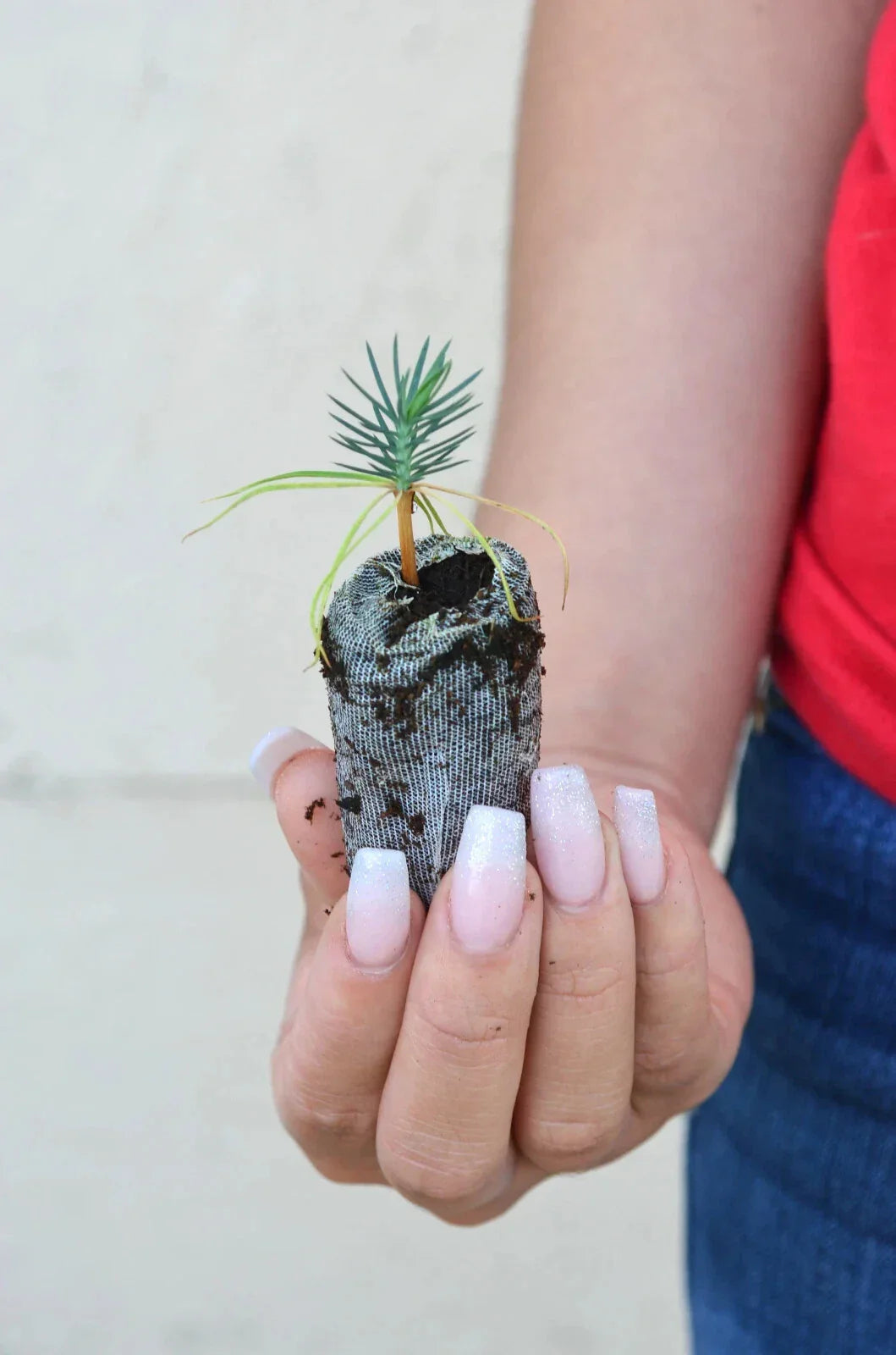 Pinyon Pine Tree Starter Plugs – Pinus edulis – Drought-Tolerant Evergreen Seedlings for Landscaping & Reforestation