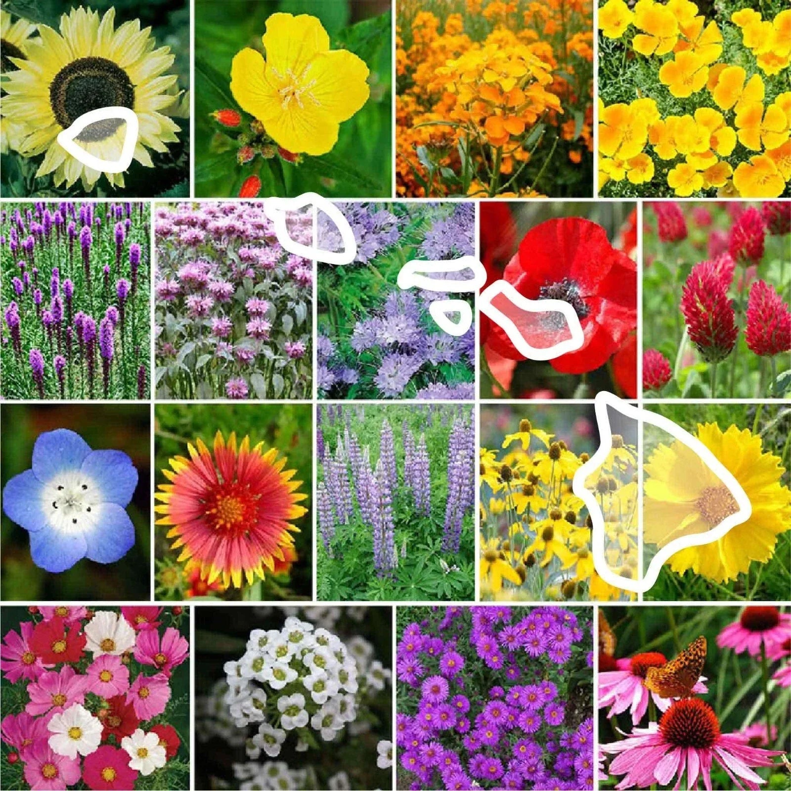 Hawaiian Wildflower Seed Mix - 1000 Non-GMO Perennial & Annual Seeds - Native Hawaii Flowers for Pollinators & Garden