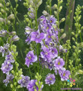 Delphinium Seeds - 200+ Light Blue Delphinium elatum Garden Planting Packets for Borders & Cut Flowers