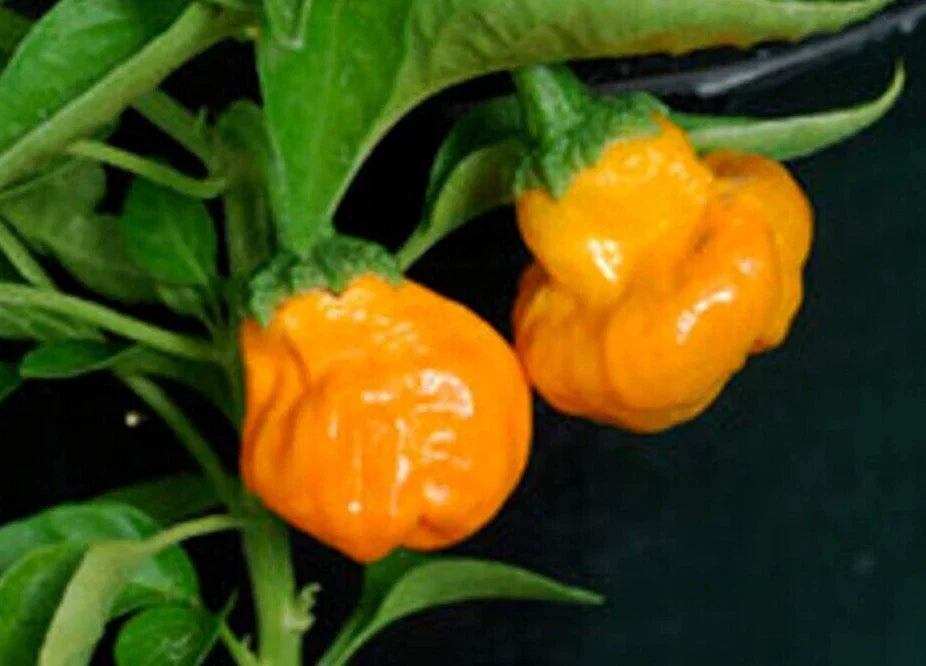 Super-Hot Orange Scotch Bonnet Pepper Seeds, 20 Pack, Capsicum chinense, Gourmet Culinary, Spicy Garden Plant