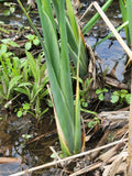 Live Cattail Plants 18-20" Typha spp. for Ponds, Bogs & Water Gardens with Roots