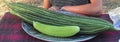 Painted Serpent Cucumber Seeds - Organic Heirloom Non-GMO Cucumis sativus, Vining, 100+ Seeds