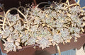 Ghost Graptopetalum Succulent Live Rooted Cuttings – Easy Care Indoor/Outdoor Plant – Graptopetalum paraguayense